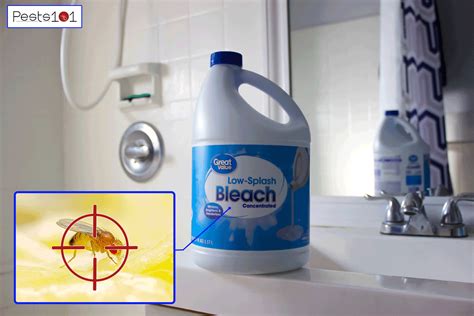 Does bleach kill fruit flies. Things To Know About Does bleach kill fruit flies. 